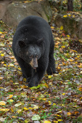 Black Bear (Ursus americanus) Steps Forward With Twig in Mouth Autumn