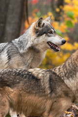 Grey Wolf (Canis lupus) Looks Right Second in Foreground Autumn