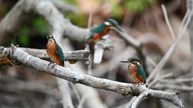 Group of kingfishers or Alcedo atthis perches on branch