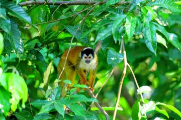 Faune du Costa Rica en Amérique Centrale