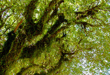 
trees with green branches