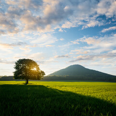 Lone tree in the spring lush green landscape during the sunrise
