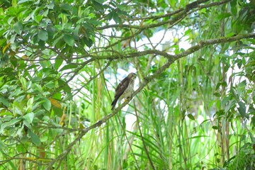 Faune du Costa Rica en Amérique Centrale