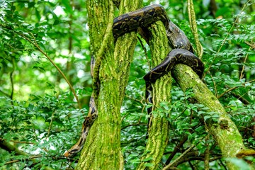 Faune du Costa Rica en Amérique Centrale