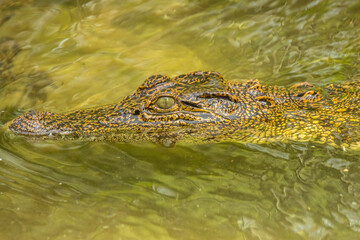 USA, Florida, Anastasia Island, Alligator Farm. Close-up of captive alligator in water.