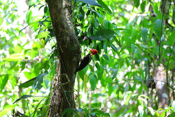 Faune du Costa Rica en Amérique Centrale