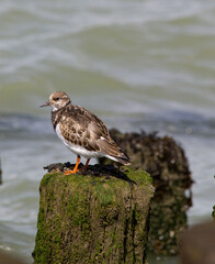 Ruddy turnstone on a wavebreaker, sea in the background