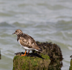 Ruddy turnstone on a wavebreaker, sea in the background