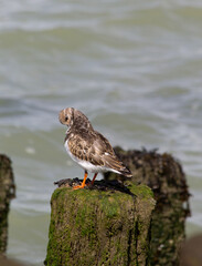 Ruddy turnstone (arenaria interpres) on a pole,
grooming its feathers