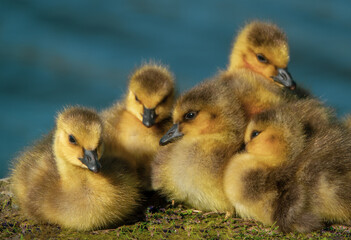 cute new born goslings having fun together