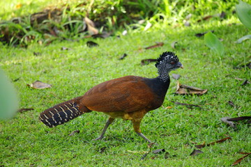 Faune du Costa Rica en Amerique Centrale