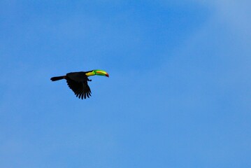 Faune du Costa Rica en Amerique Centrale