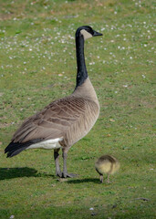 one Canada goose mother take care about one new born gosling