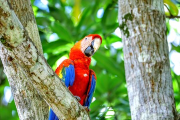 Faune du Costa Rica en Amerique Centrale