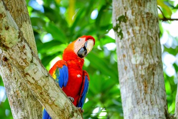 Faune du Costa Rica en Amerique Centrale