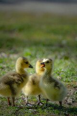 cute new born goslings having fun together