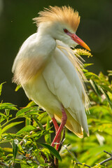 USA, Florida, Anastasia Island. Cattle egret in breeding plumage.