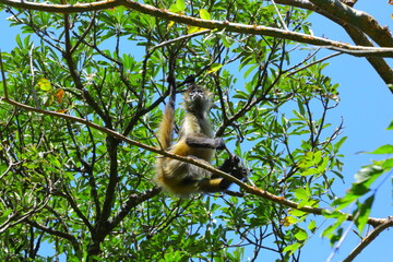 Faune du Costa Rica en Amerique Centrale