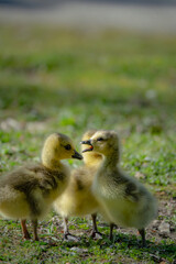 cute new born goslings having fun together
