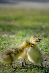 cute new born goslings having fun together