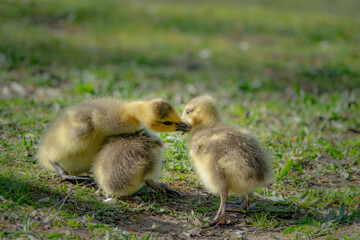 cute new born goslings having fun together