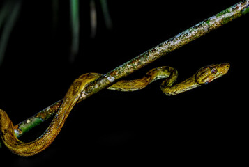 Faune du Costa Rica en Amerique Centrale