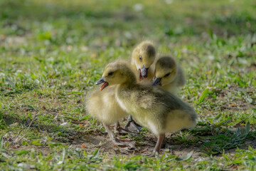 cute new born goslings having fun together