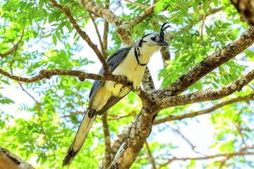 Faune du Costa Rica en Amerique Centrale