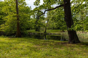 Fototapeta premium High old trees and bushes around small pond with reflection in water
