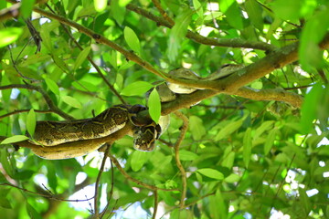 Faune du Costa Rica en Amerique Centrale