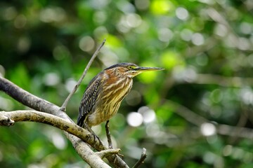 Faune du Costa Rica en Amerique Centrale