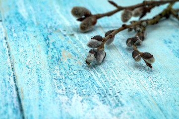 Willow twigs. Happy Easter. Blue background.