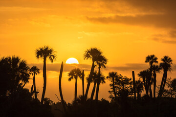 USA, Florida, Orlando Wetlands Park. Palm trees silhouetted at sunrise.