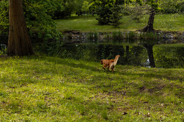 Small brown dog running in park near small pond