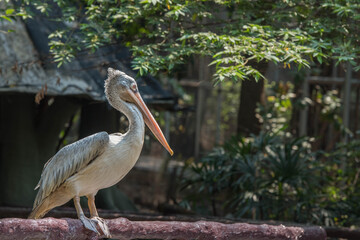 Spot-billed Pelican in the zoo