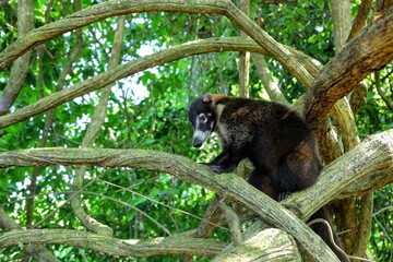 Faune du Costa Rica en Amerique Centrale