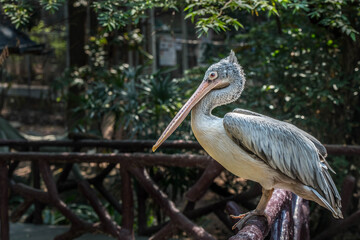 Fototapeta premium Spot-billed Pelican in the zoo