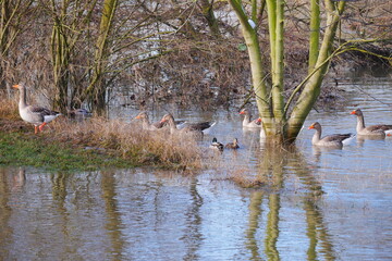 a swarm of gray geese in the water and on the banks of the rhine high water