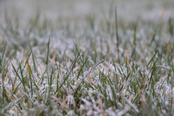 early morning white hard frost on the green grassed lawn
