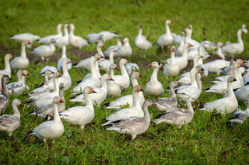Migrating Snow Geese in Their Winter Home in the Skagit Valley, Washington. Snow geese feed on winter “green” crops on farmed lands in and around the Skagit and Stillaguamish River deltas.  © LoweStock