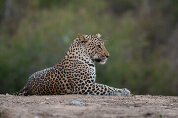 A Wild Leopard seen on a safari in South Africa