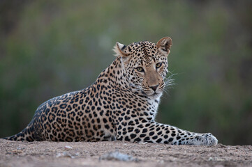 A Wild Leopard seen on a safari in South Africa