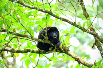 Faune du Costa Rica en Amerique Centrale
