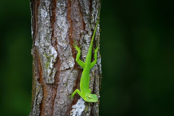 Faune du Costa Rica en Amerique Centrale