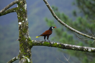 Faune du Costa Rica en Amerique Centrale