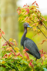 Fototapeta premium USA, Florida, Anastasia Island, Alligator Farm. Tri-colored heron in breeding plumage.
