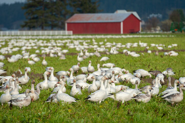 Migrating Snow Geese in Their Winter Home in the Skagit Valley, Washington. Snow geese feed on winter “green” crops on farmed lands in and around the Skagit and Stillaguamish River deltas. 