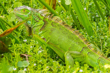 USA, Florida, Wakodahatchee Wetlands. Green iguana close-up.