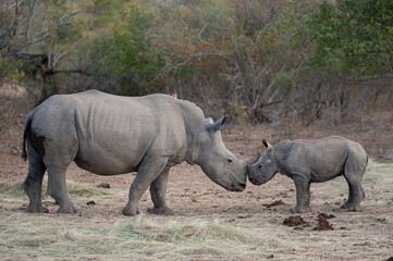 Obraz premium White Rhino seen on a safari in South Africa