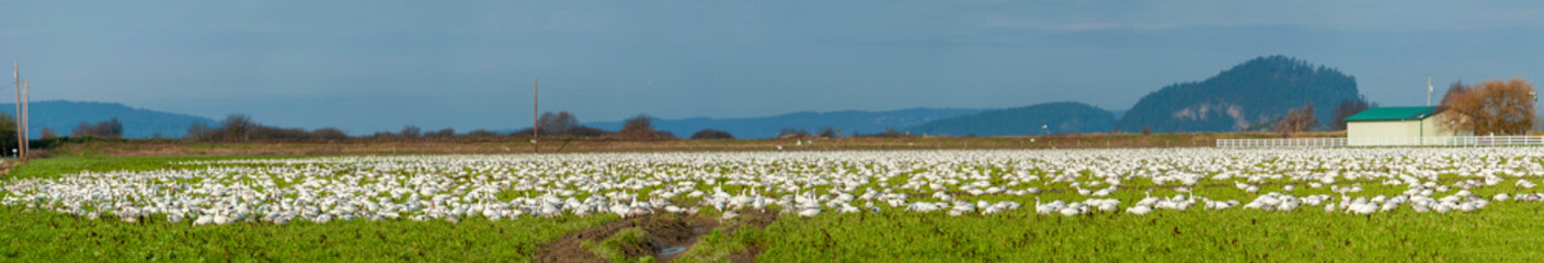 Migrating Snow Geese in Their Winter Home in the Skagit Valley, Washington. Snow geese feed on winter “green” crops on farmed lands in and around the Skagit and Stillaguamish River deltas. 